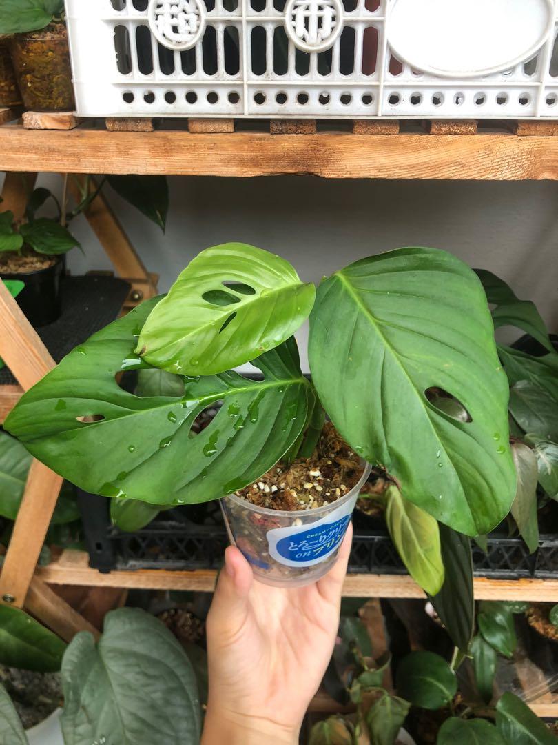 Monstera adansonii ssp blanchetii rare houseplant, Furniture & Home Living,  Gardening, Plants & Seeds on Carousell