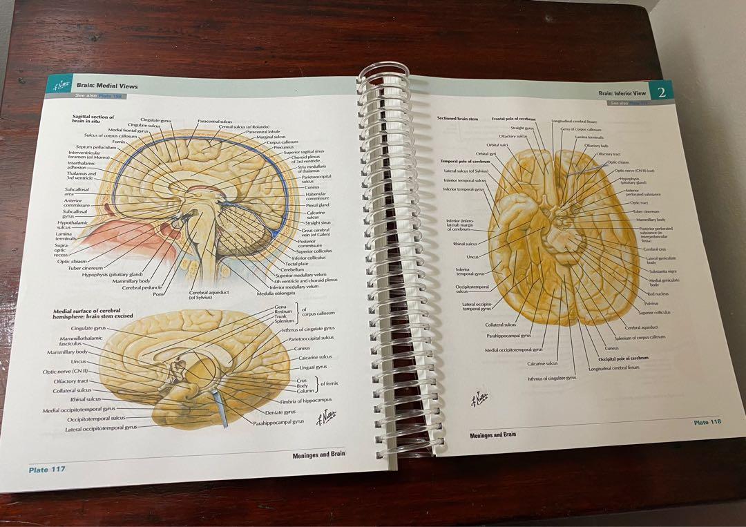 Netter Atlas of Human Anatomy 7th ed, Hobbies & Toys, Books & Magazines ...