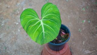 (Category: ) located in . Submitted by terraplants (Listing ID 1105754899, Image 1). Description: .