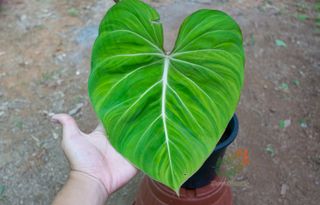 (Category: ) located in . Submitted by terraplants (Listing ID 1105755228, Image 1). Description: .