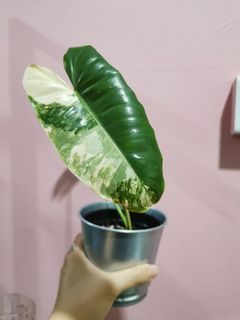 (Category: ) located in . Submitted by plantmoves (Listing ID 1105886135, Image 1). Description: .