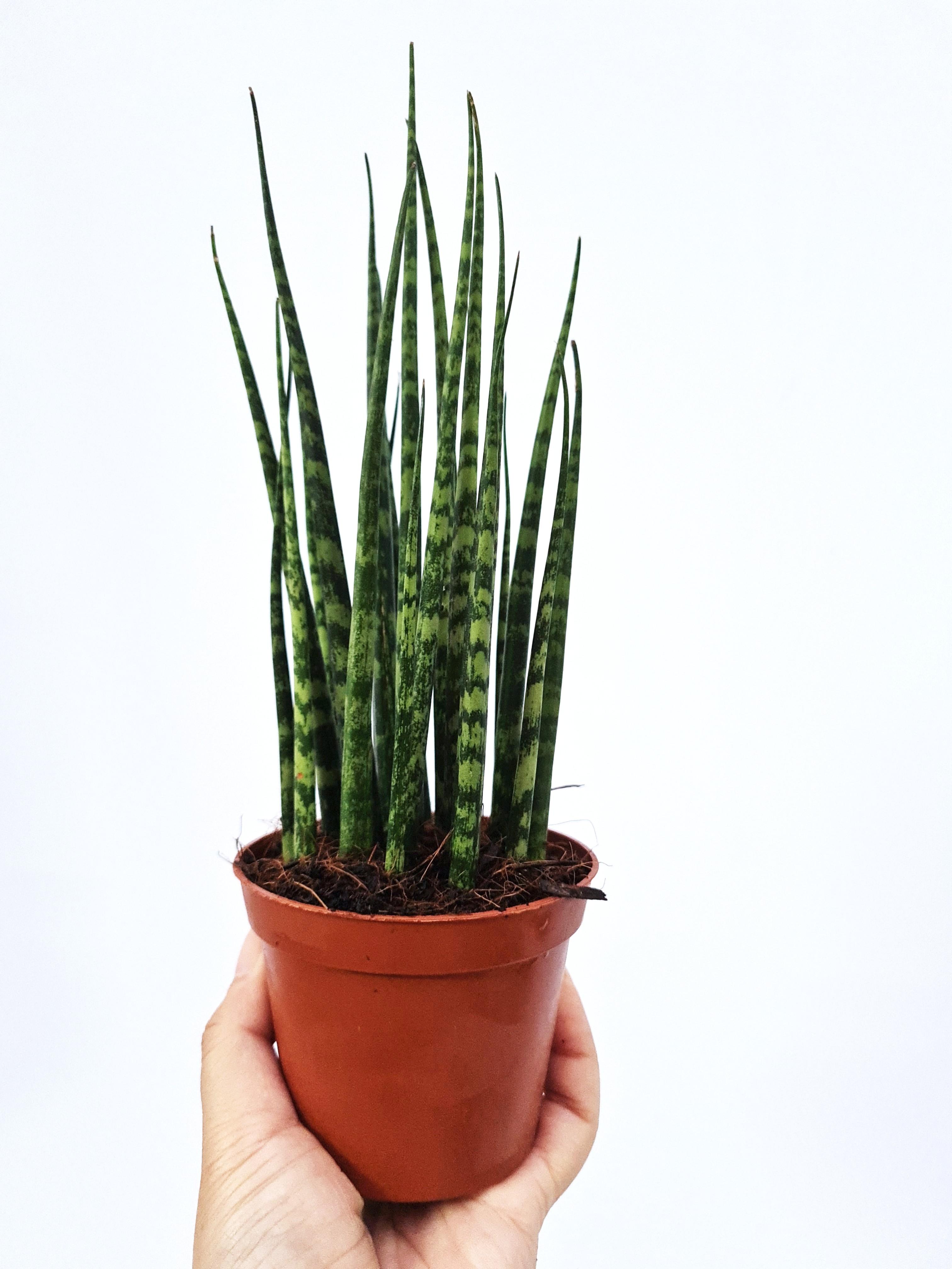 Sansevieria Fernwood Mikado Furniture Home Living Gardening Plants Seeds On Carousell