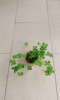 (Category: ) located in . Submitted by cloudparade.crafts (Listing ID 1106024770, Image 1). Description: .