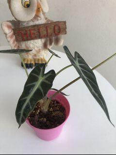 Alocasia Bambino 小仙女海芋