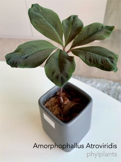 (Category: ) located in . Submitted by phylplants (Listing ID 1105889125, Image 1). Description: .
