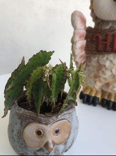 Begonia Amphioxus real plant