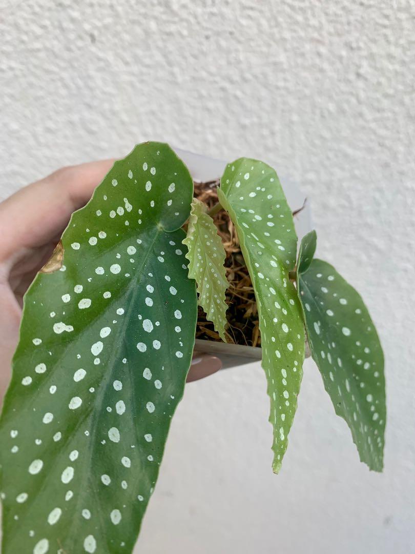 Begonia tamaya, Furniture & Home Living, Gardening, Plants & Seeds on