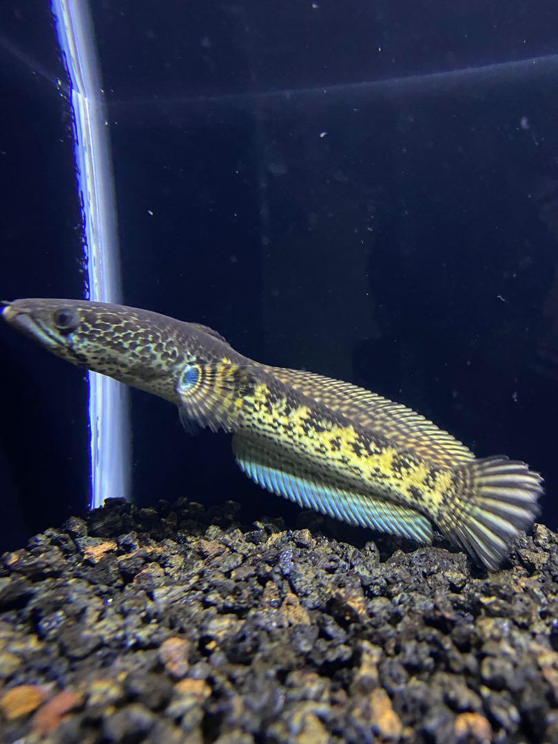 67+ Dekorasi Aquarium Channa Terbaik