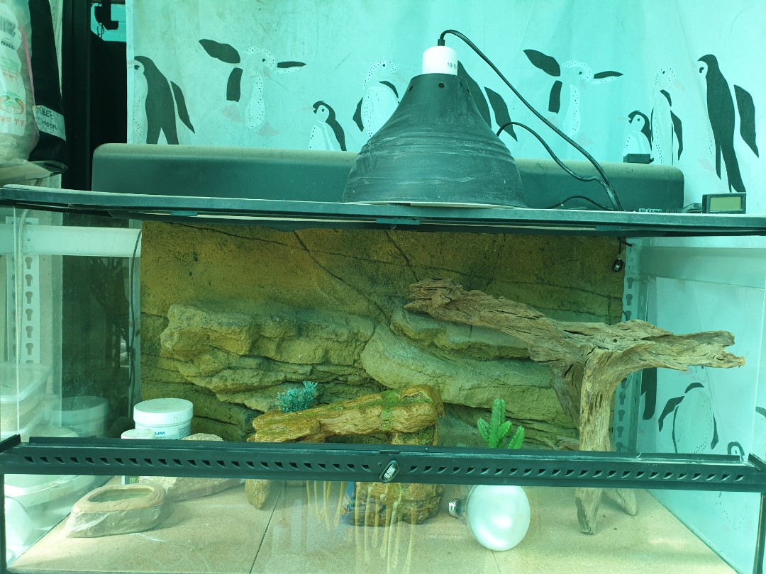 Exo terra XXL wide terrarium., Pet Supplies, Homes & Other Pet