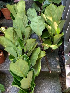 (Category: ) located in . Submitted by tiny_tropicaljungle (Listing ID 1105985203, Image 1). Description: .