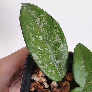 (Category: ) located in . Submitted by the.leafing.room (Listing ID 1106088366, Image 1). Description: .