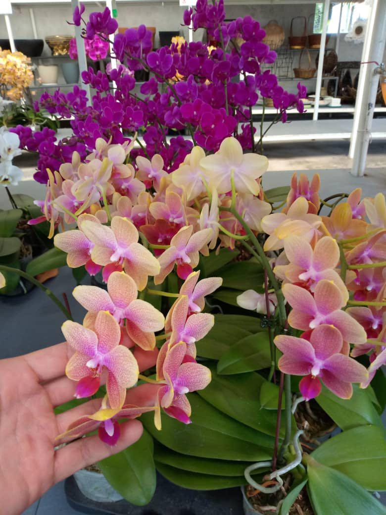 ORCHID 6 pokok ORKID l hidup, Furniture & Home Living, Gardening