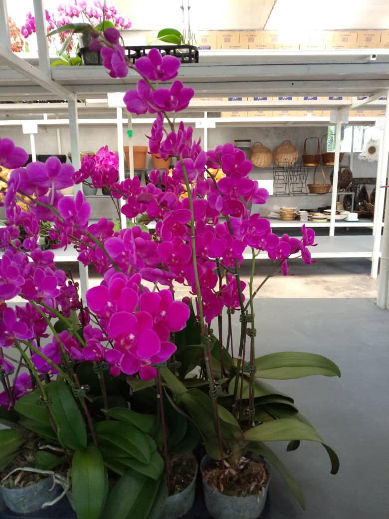 ORCHID 6 pokok ORKID l hidup, Furniture & Home Living, Gardening