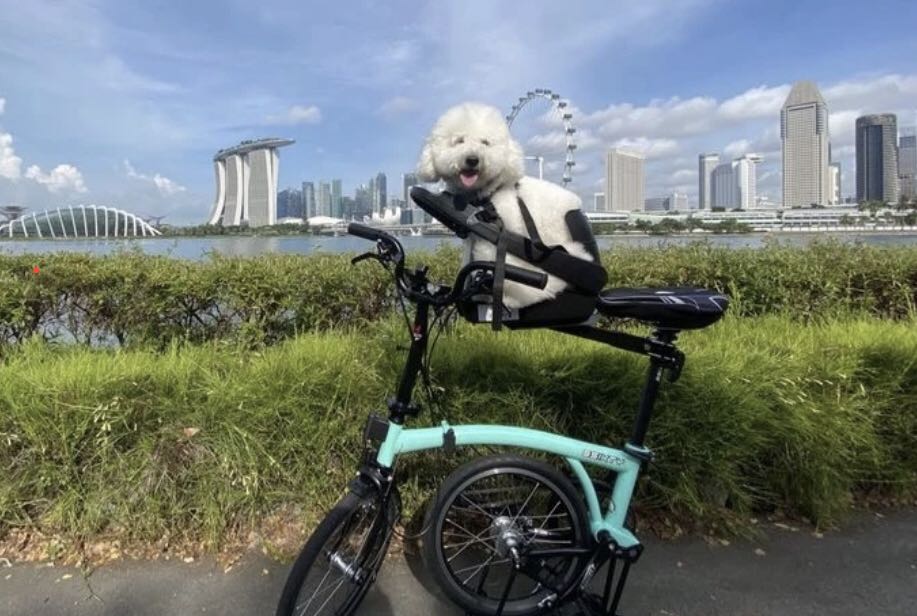 Pets tavern dog seat for brompton and other bikes Sports