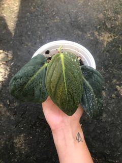 (Category: ) located in . Submitted by la.plant.e (Listing ID 1105973371, Image 1). Description: .