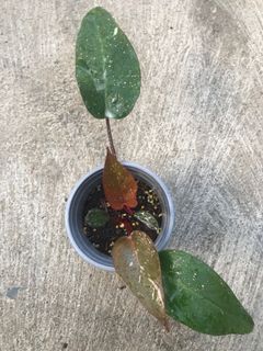 (Category: ) located in . Submitted by la.plant.e (Listing ID 1105971971, Image 1). Description: .