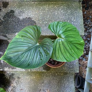 (Category: ) located in . Submitted by tiny_tropicaljungle (Listing ID 1106044030, Image 1). Description: .