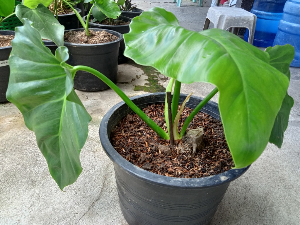 Philodendron Subincisum, Reverted Philodendron Burle Marx, Furniture ...