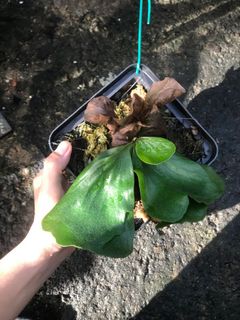 (Category: ) located in . Submitted by la.plant.e (Listing ID 1105973572, Image 1). Description: .