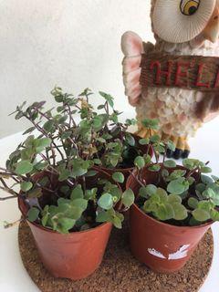 Succlent Callisia Repens - Green 怡心草