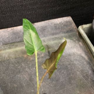 （分類：）位於 。 由 green_garden 提交（商品編號 1111004029，圖片 1）。簡介： 。