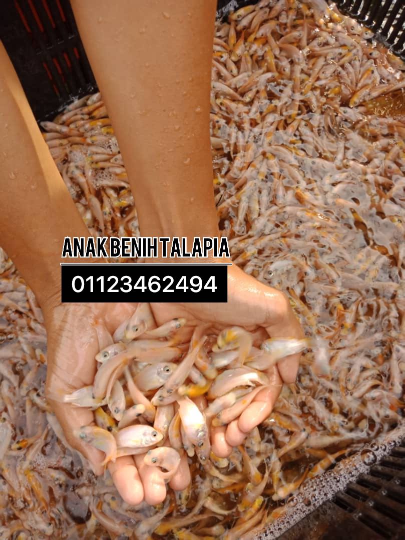 Benih ikan talapia, Food u0026 Drinks, Food u0026 Drinks - Others on Carousell