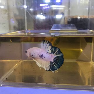 (Category: ) located in . Submitted by DrPlant (Listing ID 1110863085, Image 1). Description: .