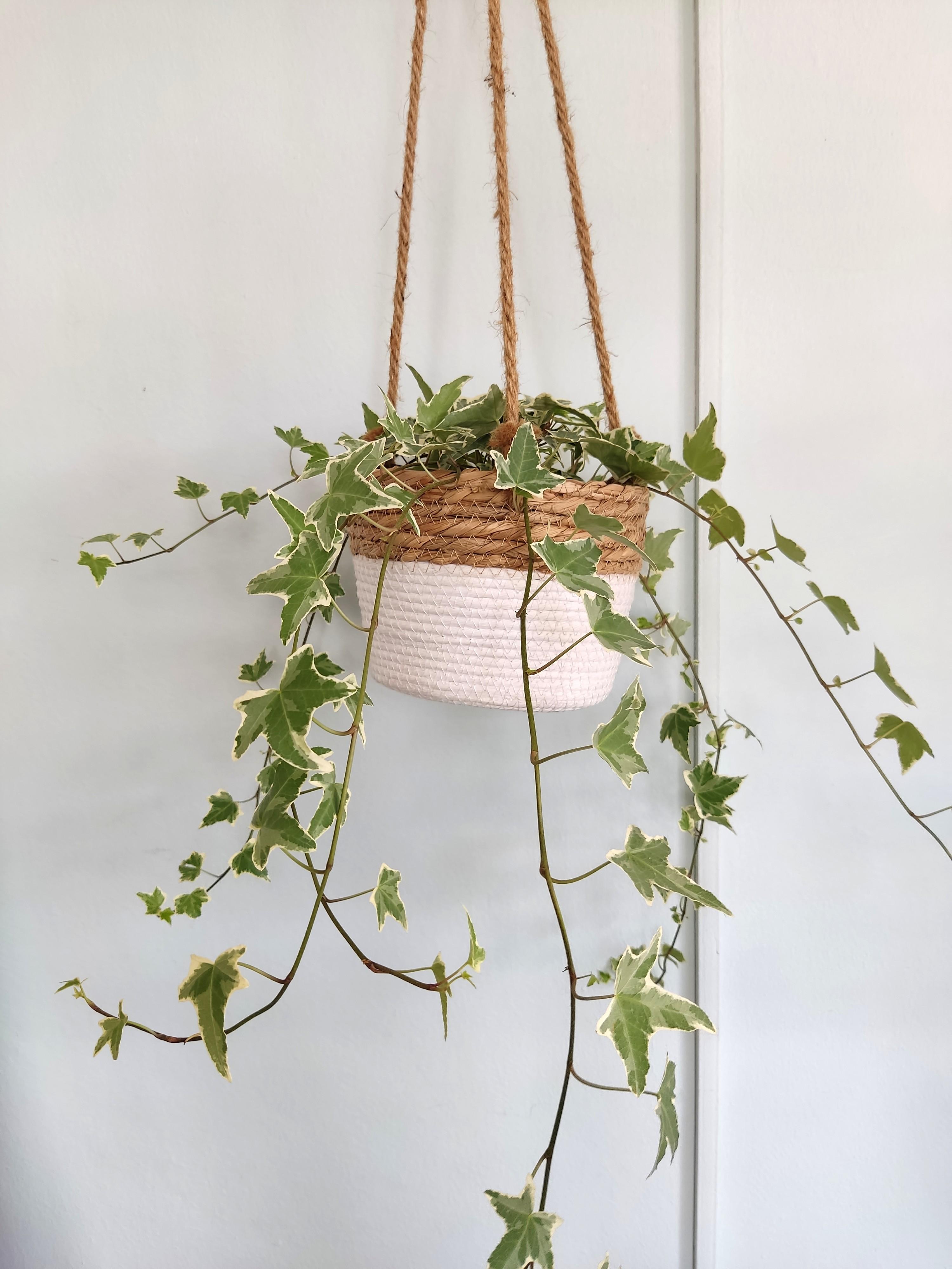 English Ivy Variegated Home Furniture Gardening On Carousell