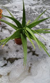 (Category: ) located in . Submitted by vittong (Listing ID 1110835391, Image 1). Description: .
