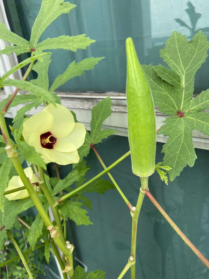 Organic okra seed fast and easy germination, Furniture & Home Living