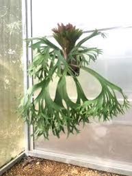 (Category: ) located in . Submitted by plantnfern (Listing ID 1110940101, Image 1). Description: .