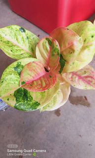 (Category: ) located in . Submitted by littlegreencorner (Listing ID 1112760748, Image 1). Description: .