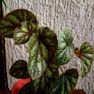 Alocasia Green Shield Furniture Home Living Gardening Plants Seeds On Carousell