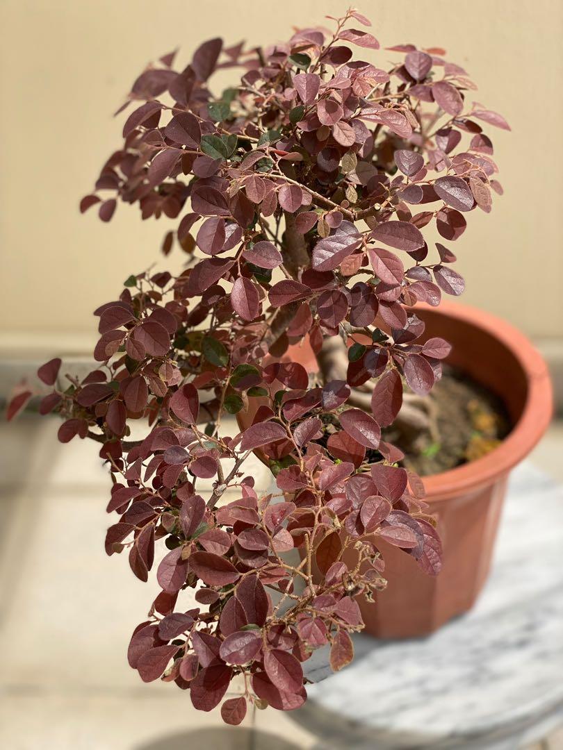 Bonsai Chinese Fridge Flower (loropetalum chinense), Furniture & Home