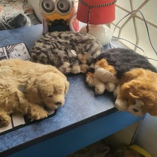 (Category: ) located in . Submitted by neilbryanu (Listing ID 1112692526, Image 1). Description: .