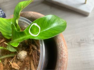 (Category: ) located in . Submitted by verde_botanical (Listing ID 1112826106, Image 1). Description: .