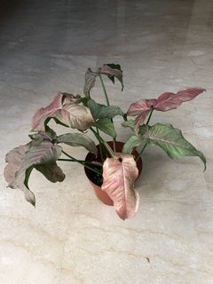 (Category: ) located in . Submitted by happyplanters (Listing ID 1112766283, Image 1). Description: .