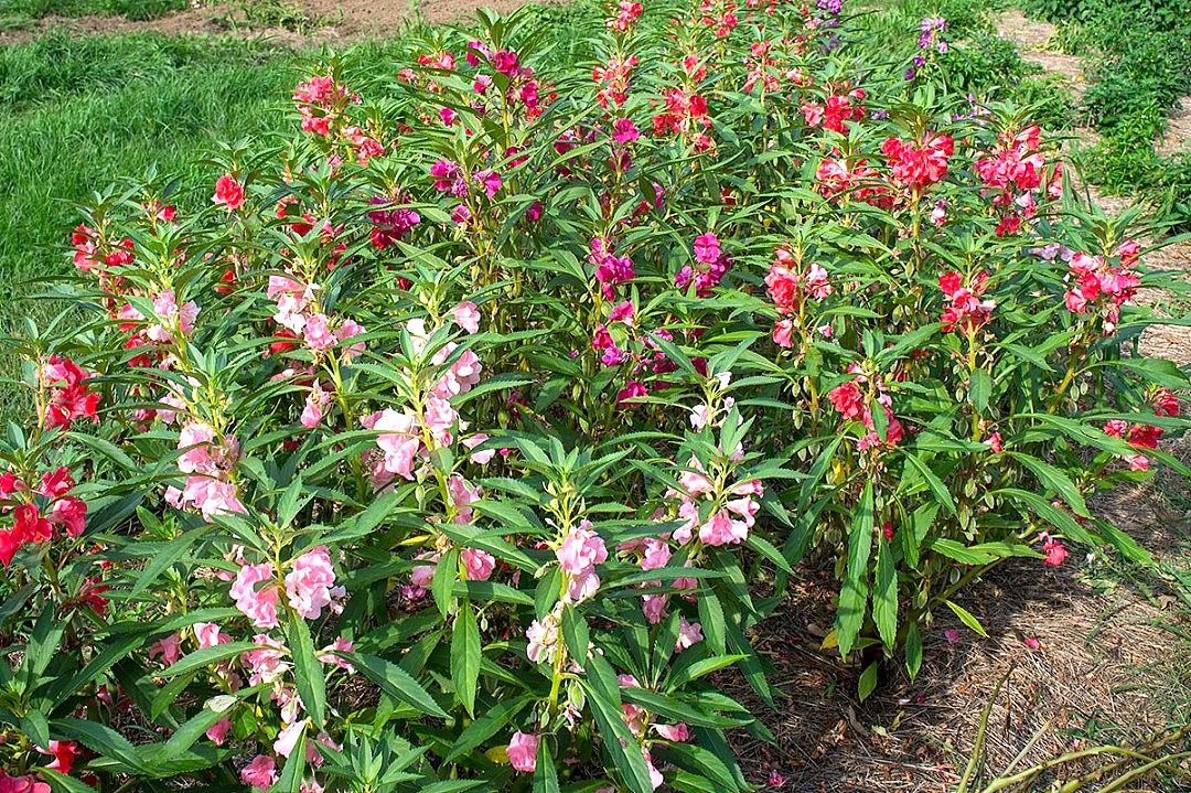 多用途植物鳳仙花 種子 可防蛇 傢俬 家居 園藝 植物及種子 Carousell