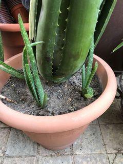 Aloe Vera Plants - Trade