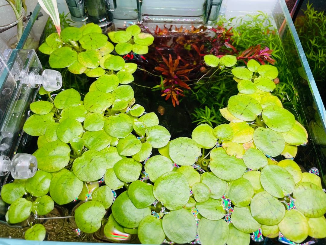 Aquatic plants and floating plants for free/exchange , Furniture & Home