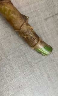 (Category: ) located in . Submitted by verde_botanical (Listing ID 1112999158, Image 1). Description: .