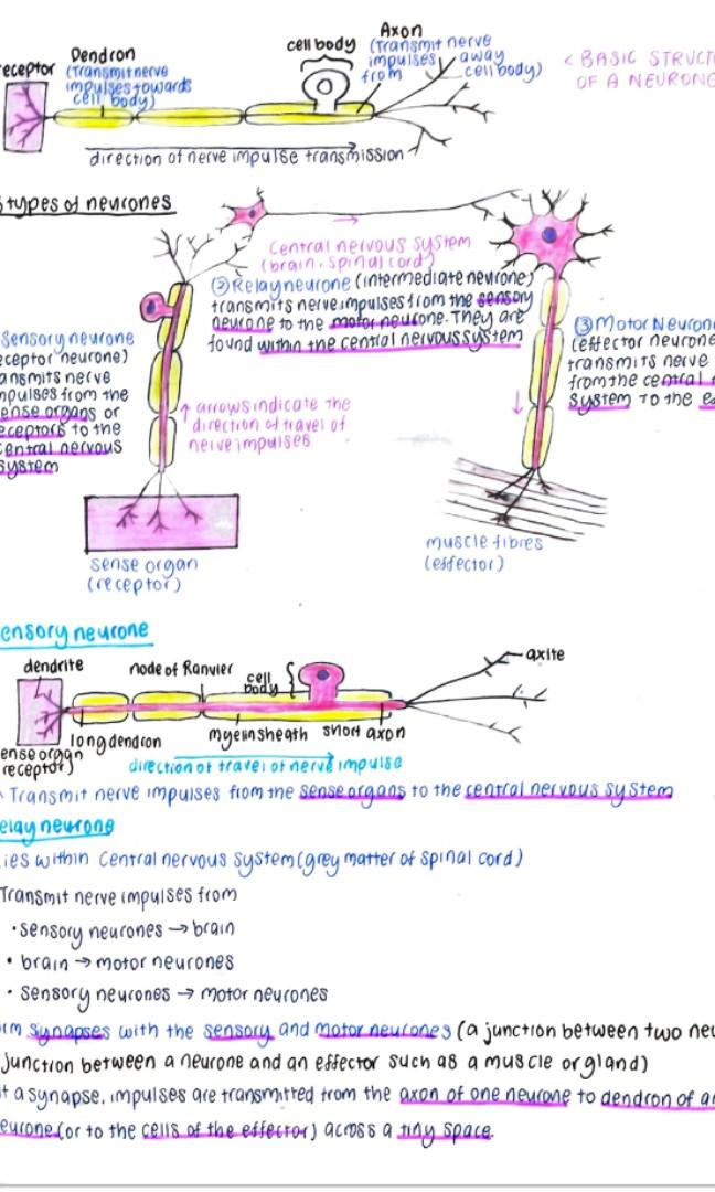 O level Biology The Nervous System notes, Hobbies & Toys, Books ...