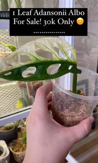 (Category: ) located in . Submitted by verde_botanical (Listing ID 1113043375, Image 1). Description: .