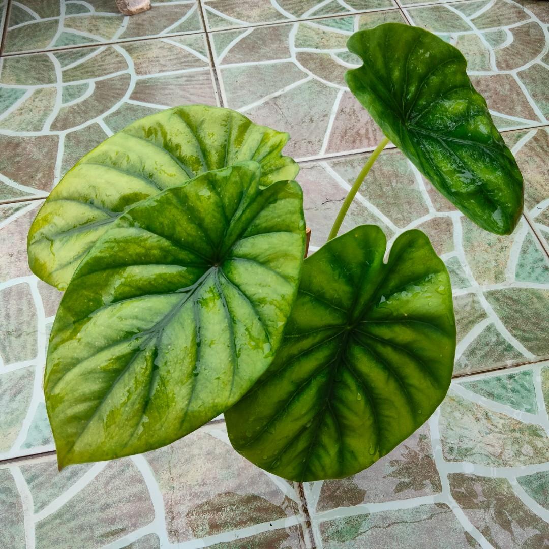 Alocasia Green Shield Furniture Home Living Gardening Plants Seeds On Carousell