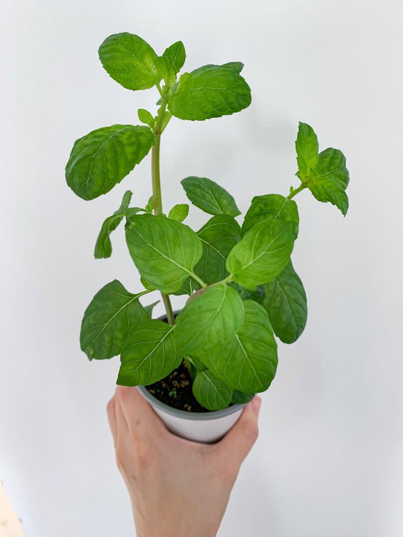 Berries And Cream Mint Furniture Home Living Gardening Plants Seeds On Carousell Berries And Cream Mint Furniture Home Living Gardening Plants Seeds On Carousell