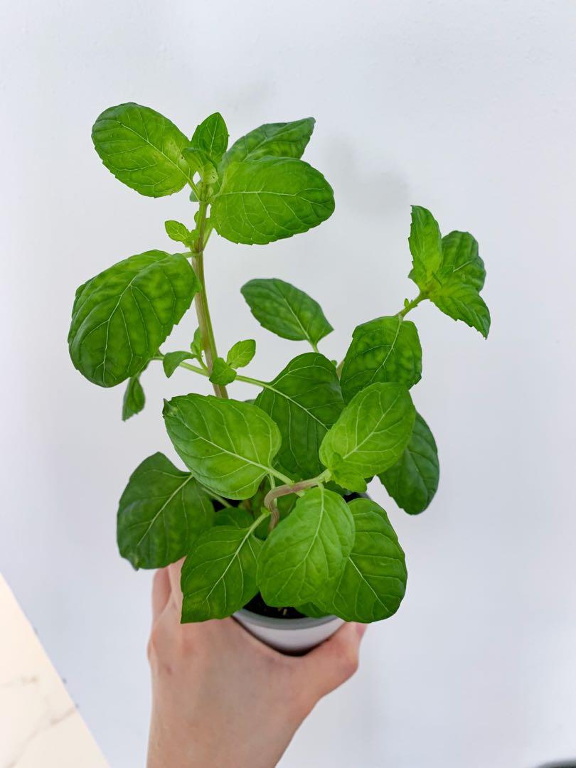Berries And Cream Mint Furniture Home Living Gardening Plants Seeds On Carousell Berries And Cream Mint Furniture Home Living Gardening Plants Seeds On Carousell