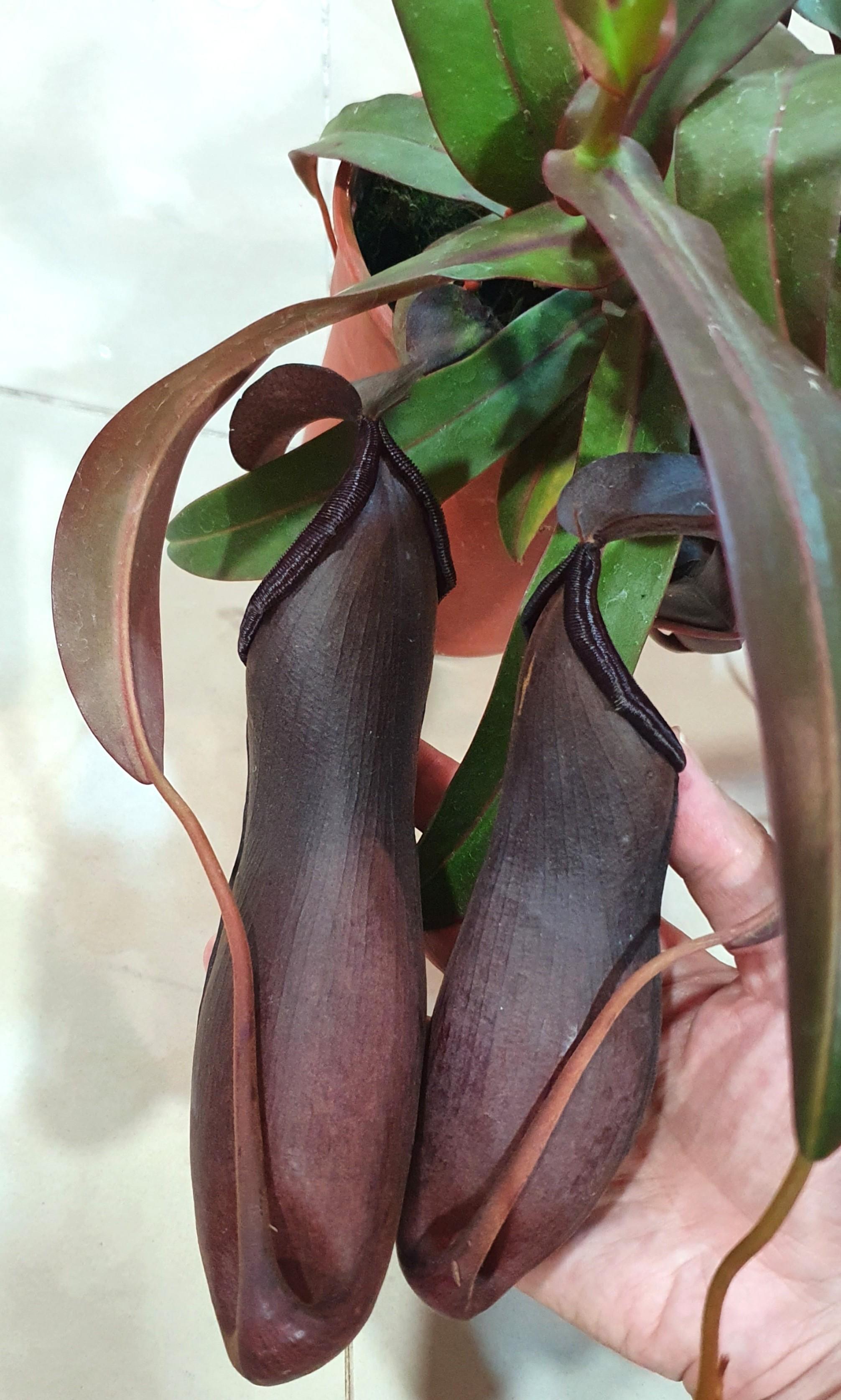 Carnivores Plant Nepenthes Sanguinea Pitcher Plant 15cm Pot Furniture Home Living Gardening Plants Seeds On Carousell