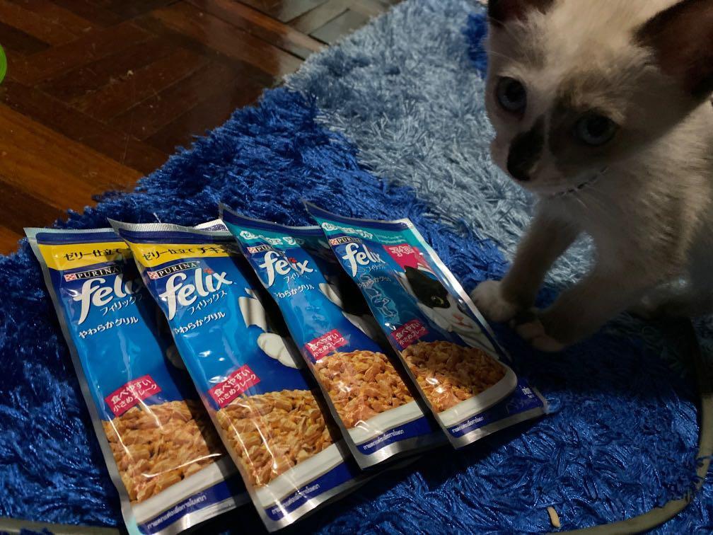 Felix kitten wet food, Pet Supplies, Pet Food on Carousell