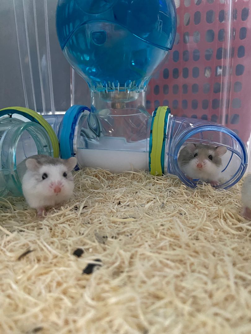Husky Roborovski Hamster Pet Supplies Homes Other Pet