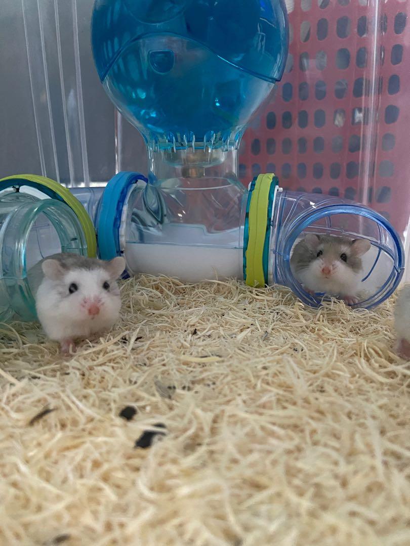Roborovski hamster price sales